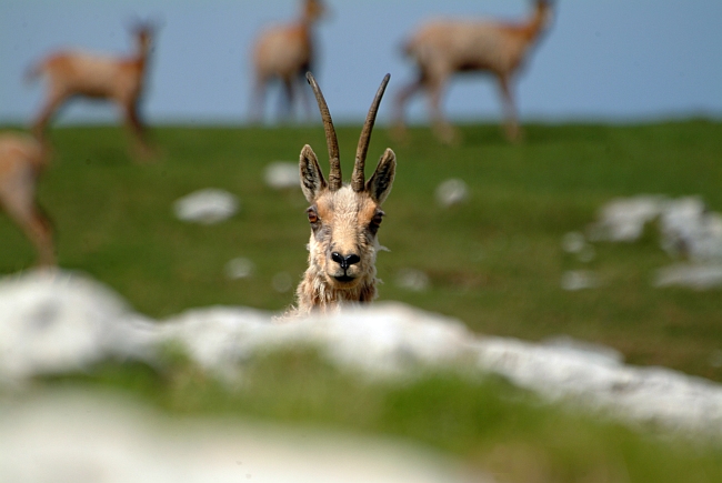 Camoscio d''Abruzzo Rupicapra pyrenaica ornata